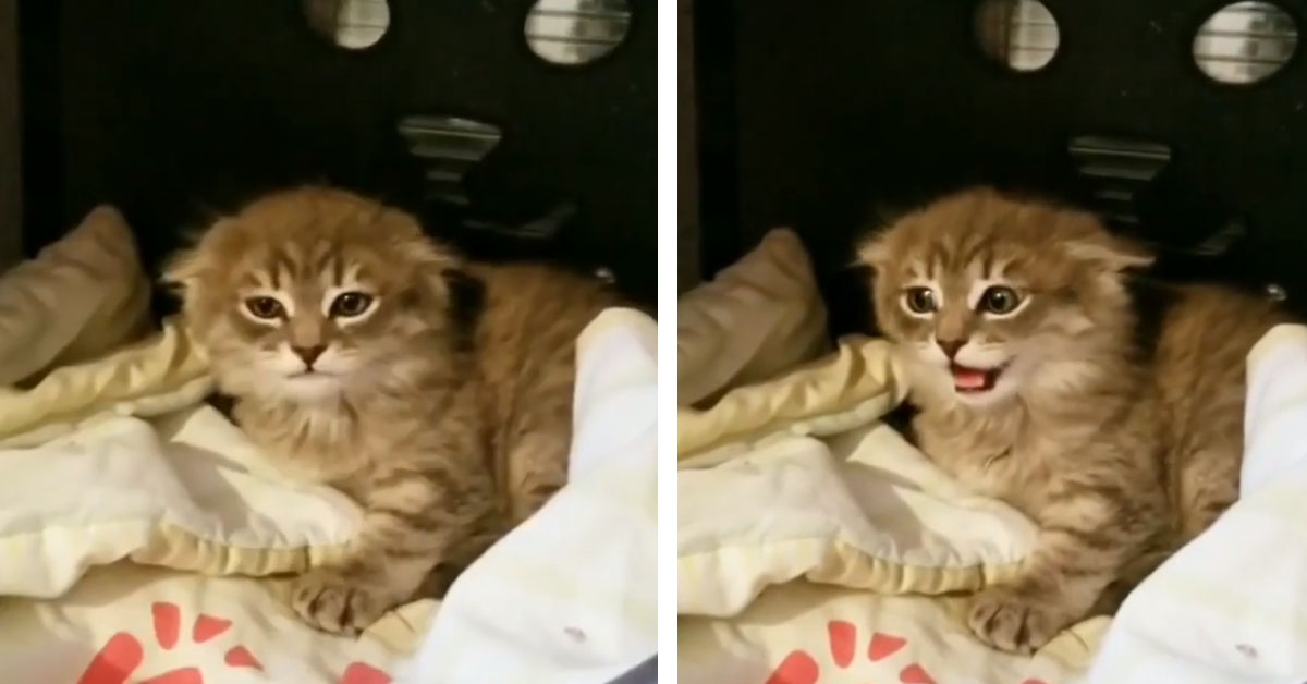 Il gattino “ruggisce” come un leone e il video conquista il web