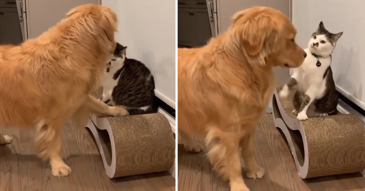 Il gattino “schiaffeggia” il Golden Retriever e il video diventa virale