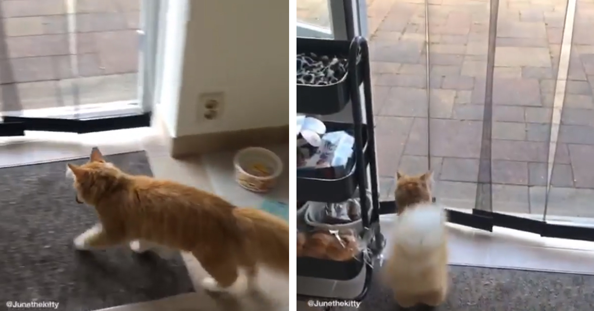 Il gattino sfida la tenda e la loro “lotta” diventa virale (video)