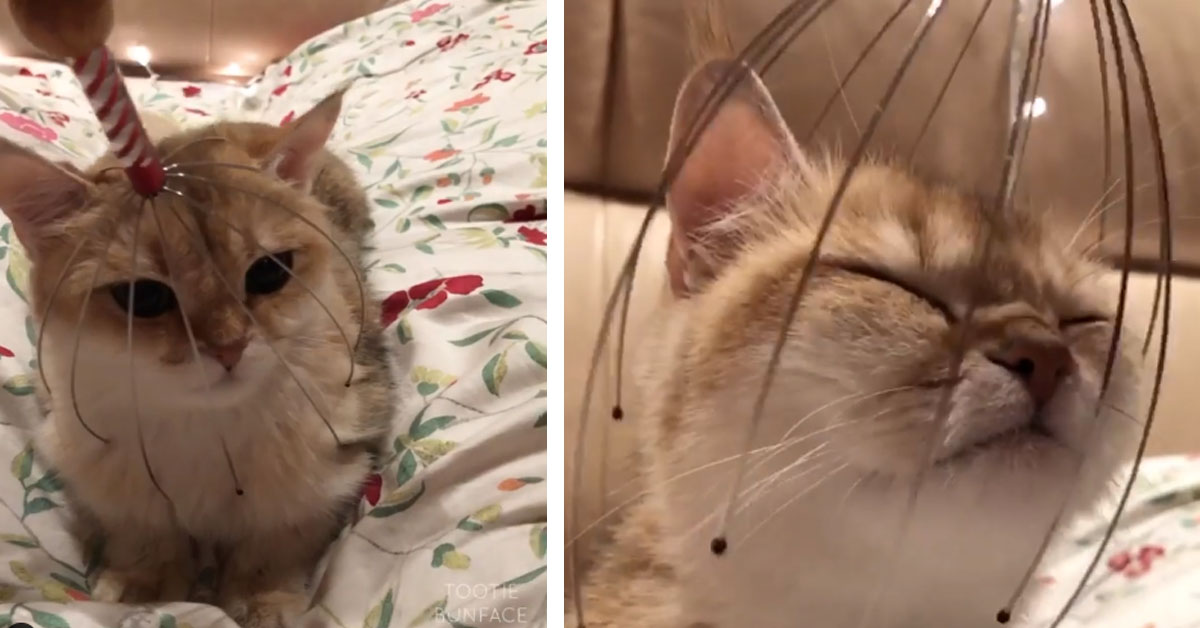 Il gattino si gode il massaggio e la sua reazione diventa virale (video)