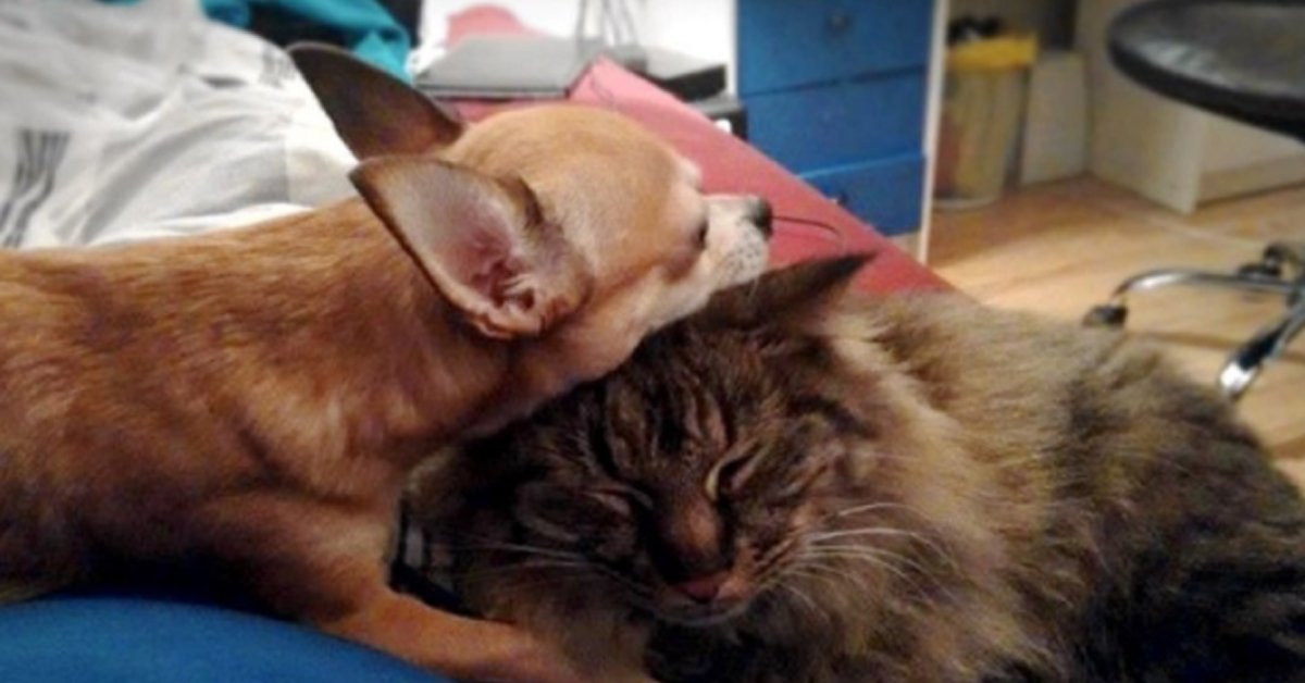 Gattino con un Chihuahua