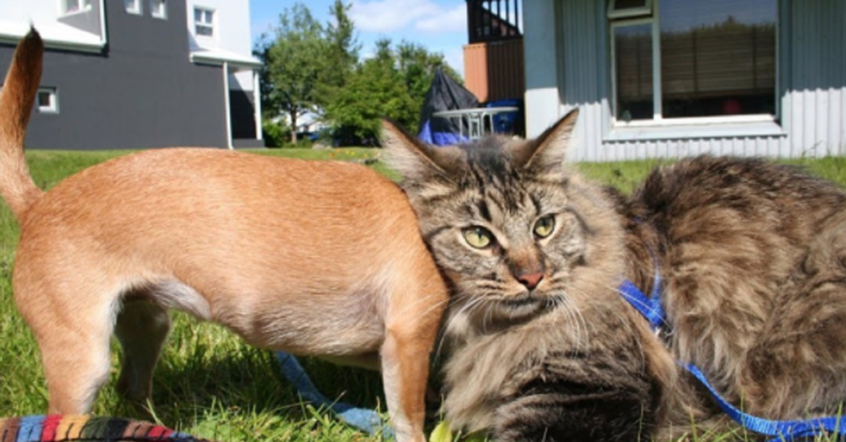 Gattino con un Chihuahua