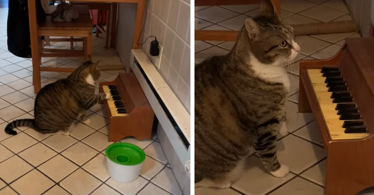 Il gattino suona il pianoforte e il video fa impazzire il web