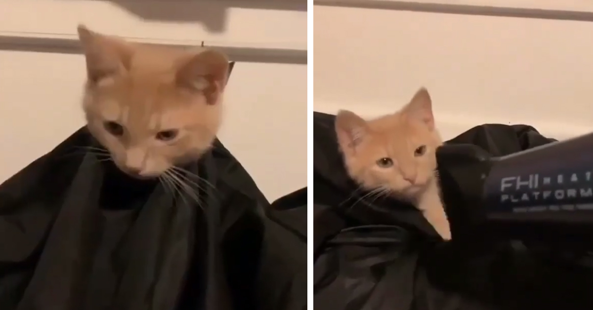 Il gattino va dal parrucchiere e il video conquista il web
