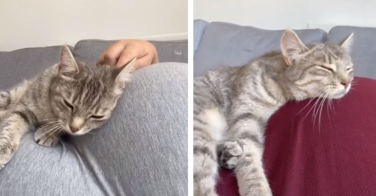 Il gattino veglia il pancione della mamma fino alla nascita (video)