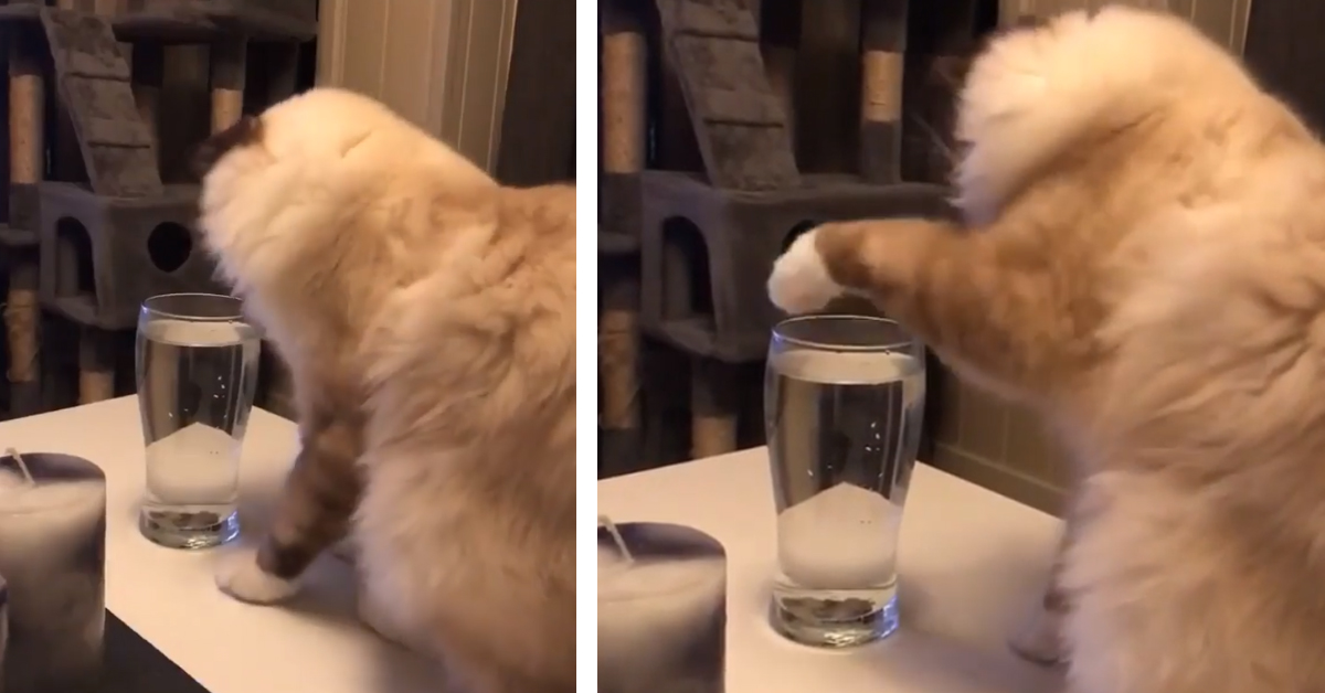 Il gattino vuole bere da un bicchiere, ma l’impresa si dimostra più difficile del previsto (video)
