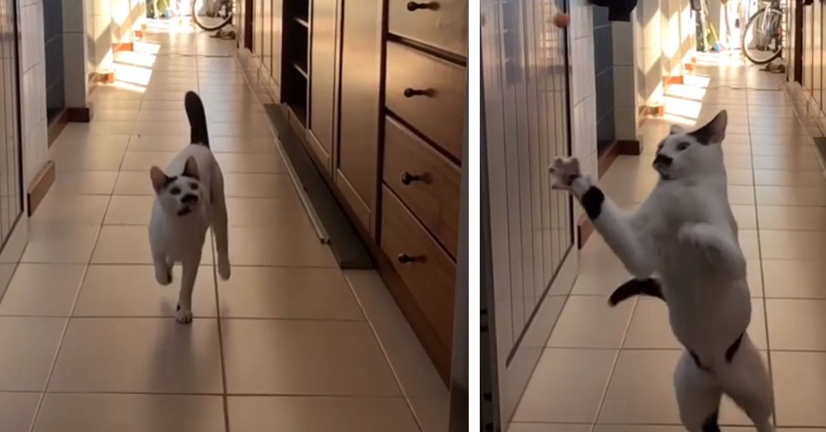 Il gattino vuole prendere la pallina al volo e lo slow motion fa impazzire il web (video)