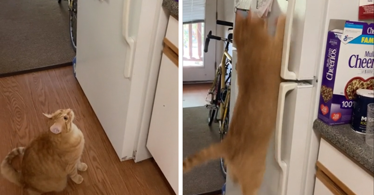 Il gattino è ossessionato dalle calamite e il video diventa virale