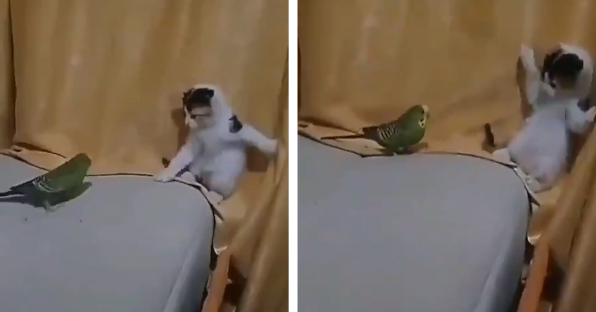 Il gattino è terrorizzato dal pappagallo e le immagini conquistano il web (video)