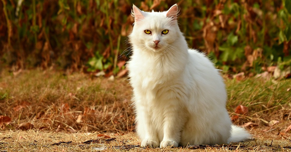 Gatto bianco seduto