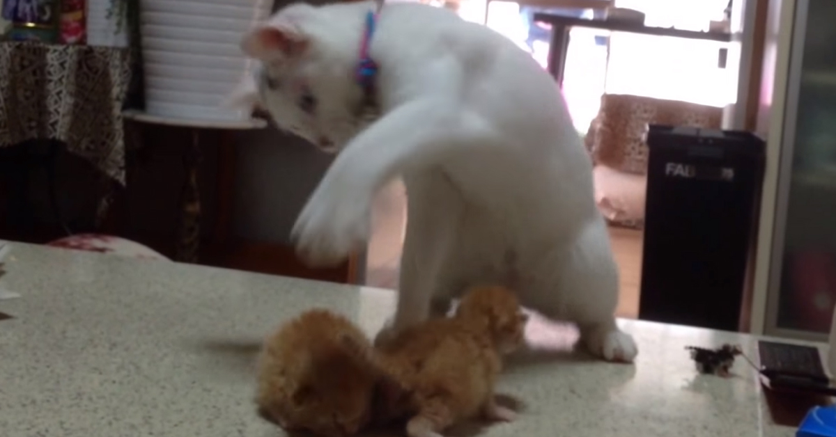 Il gatto adulto cerca di attirare l’attenzione dei due gattini e il video diventa virale