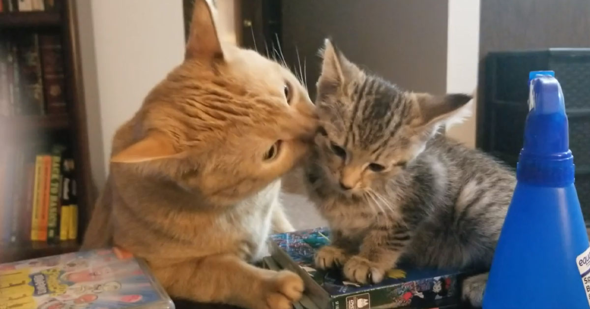 Il gatto anziano conosce il gattino nuovo arrivato e la sua reazione conquista il web (video)