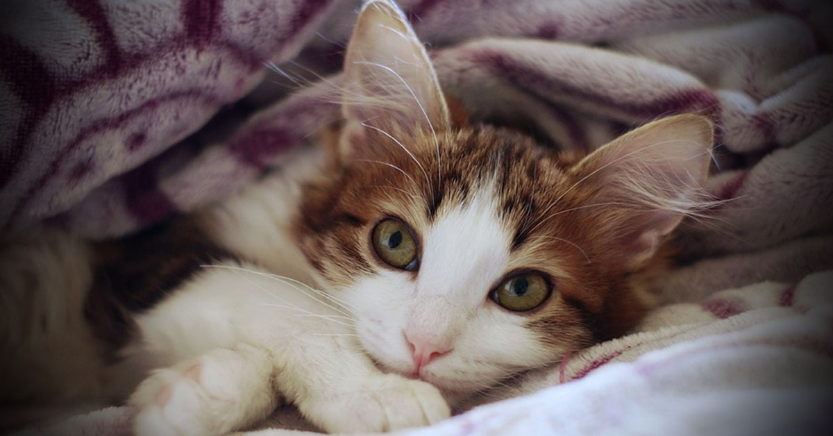Gattino sotto le coperte