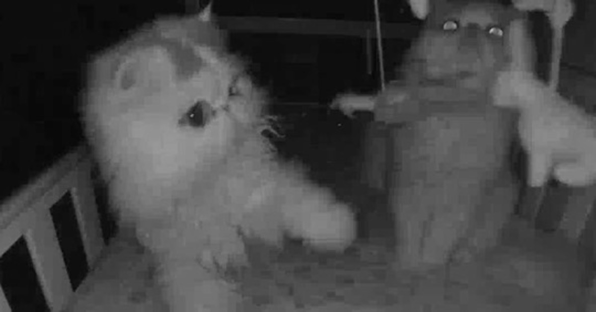Il monitor riprende i gattini che di notte si divertono nella culla (VIDEO)