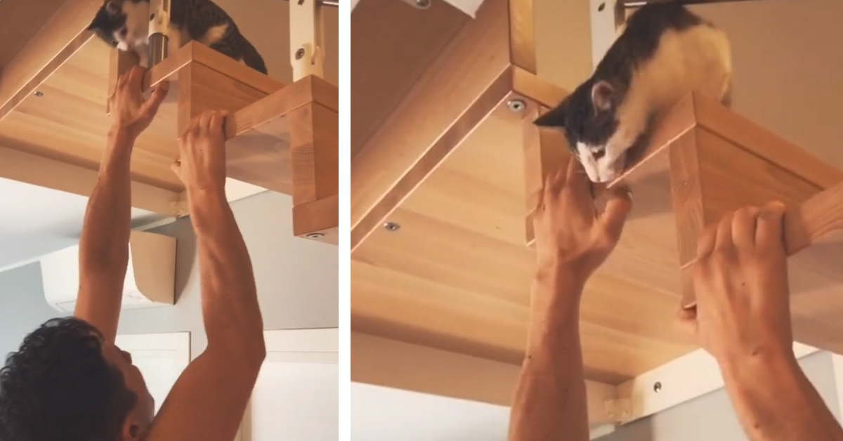Il ragazzo non riesce ad arrampicarsi sulle scale e chiede aiuto al gattino, che invece è senza pietà (video)