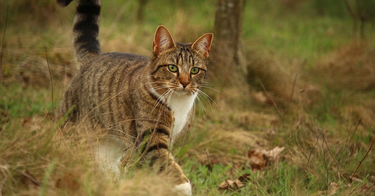 Gatto che cammina in un bosco