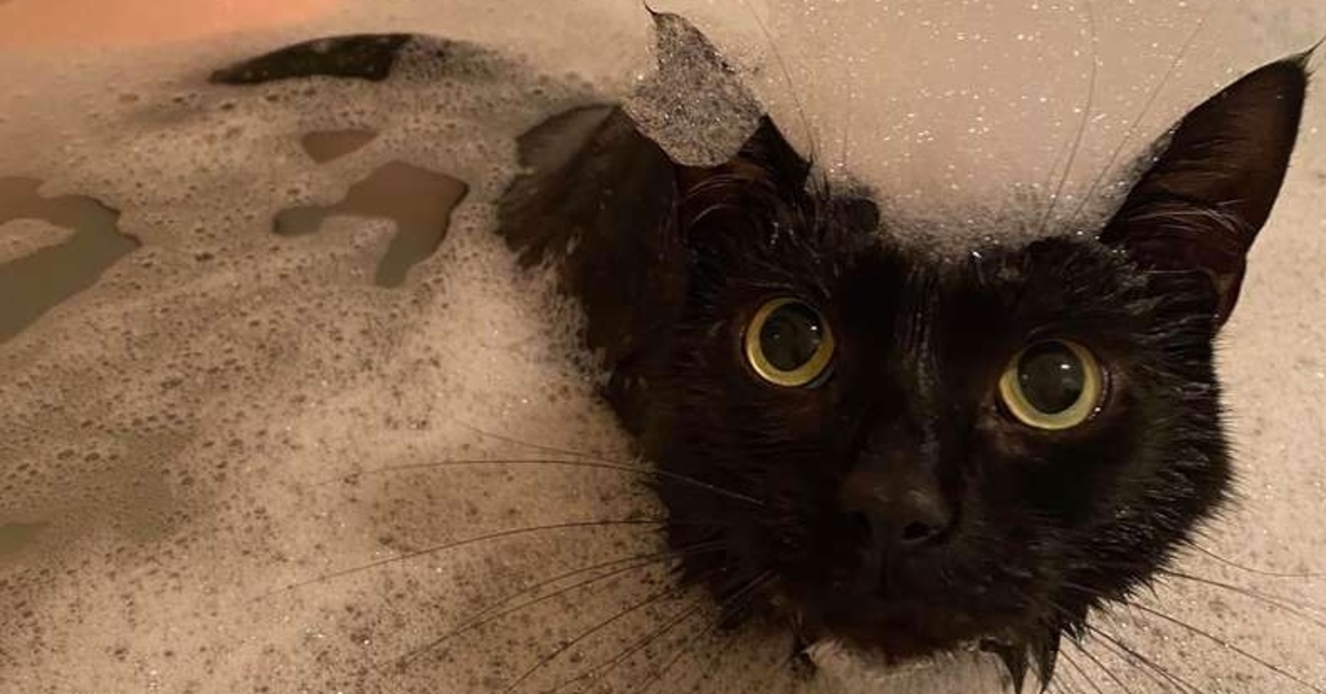 gatto che fa il bagno