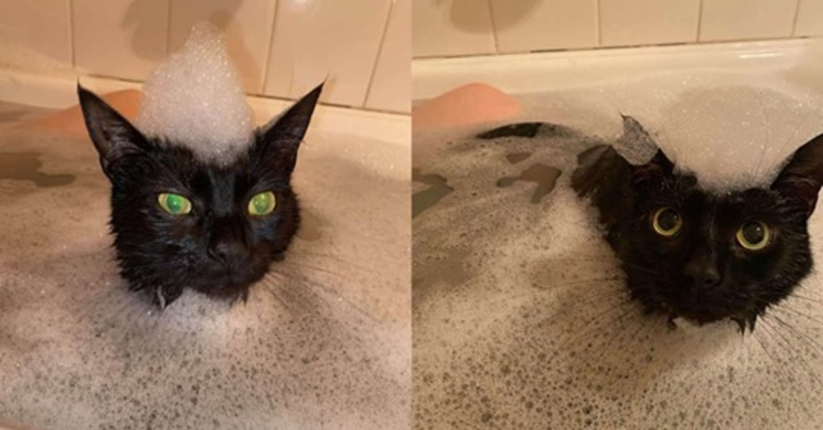 Jinx, la gattina che vuole farsi sempre il bagno con la sua “mamma”