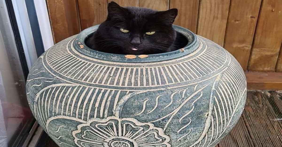 gatto nascosto in un vaso