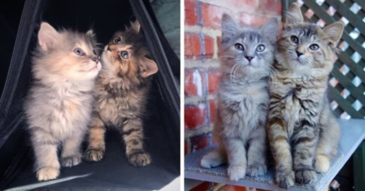 La storia del salvataggio di Zelda e Safira, le due gattine sorelle in cerca di una famiglia