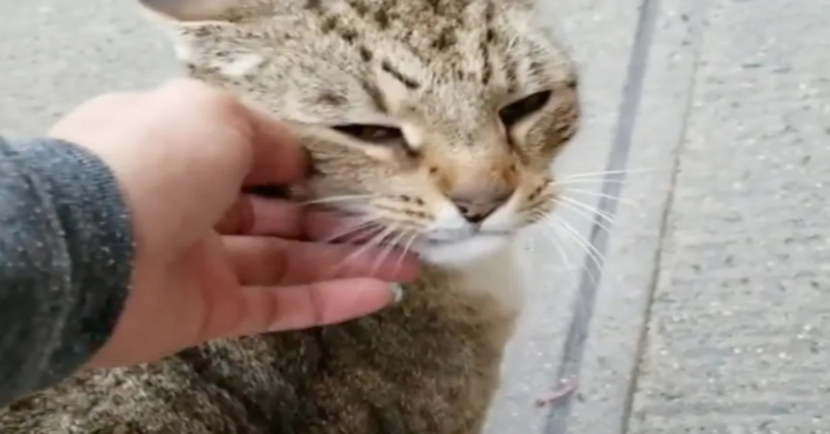 gatto che riceve carezze