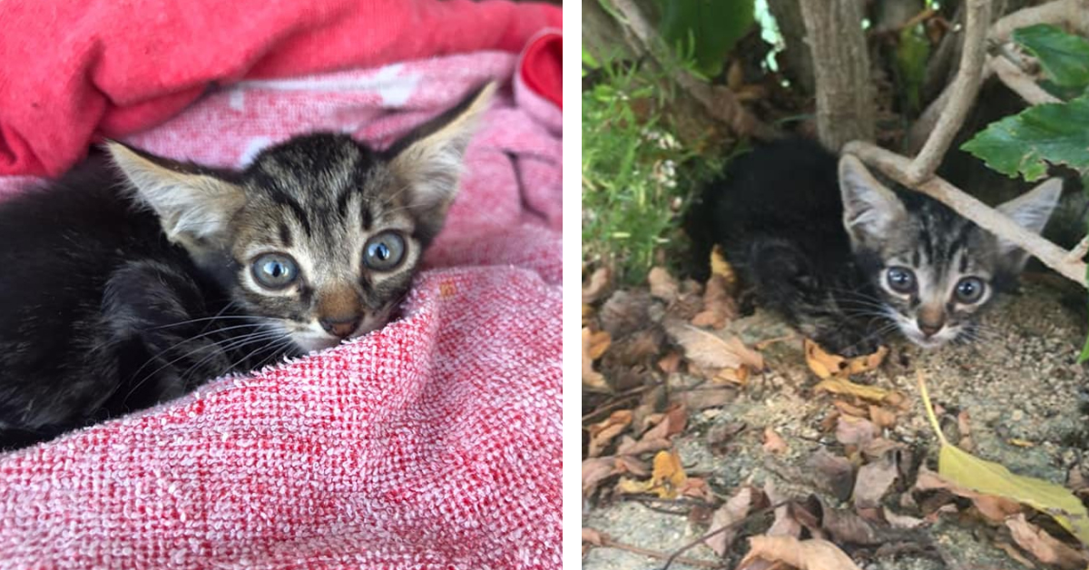 Lobo, il gattino con le orecchie grandi che sta cercando la felicità