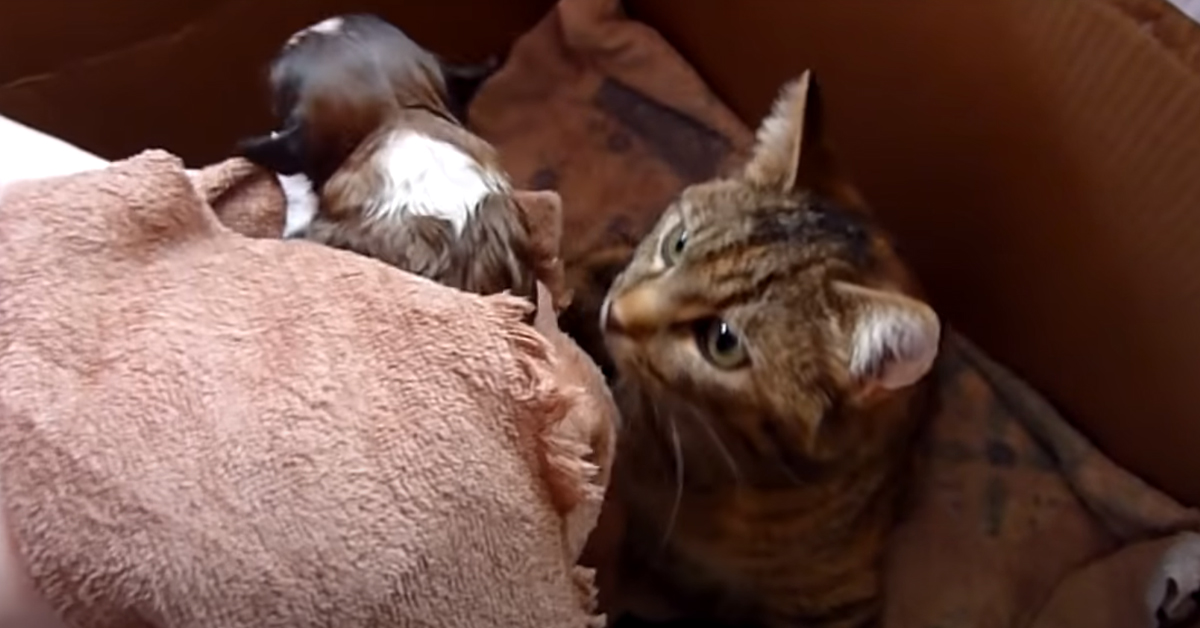 Mamma gatta sente un cucciolo di cane che piange e corre a dargli tutto il suo amore (video)