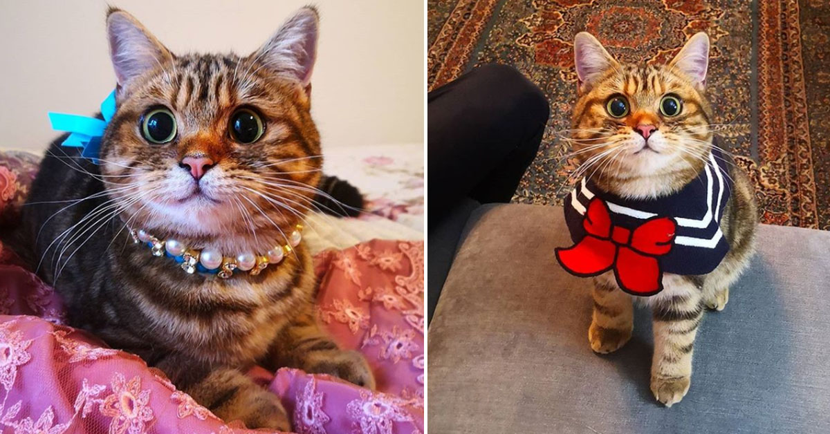 Maple, la gattina dagli occhi grandi e lo sguardo dolcissimo che fa impazzire Instagram (video)