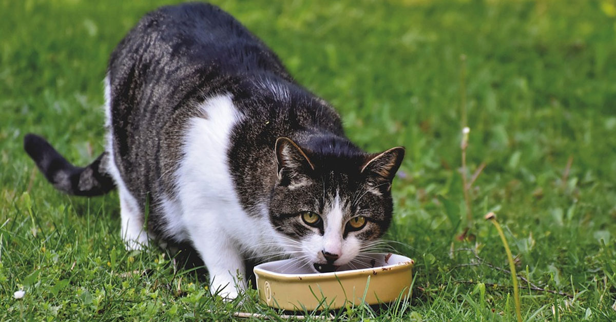 Gatto che osserva