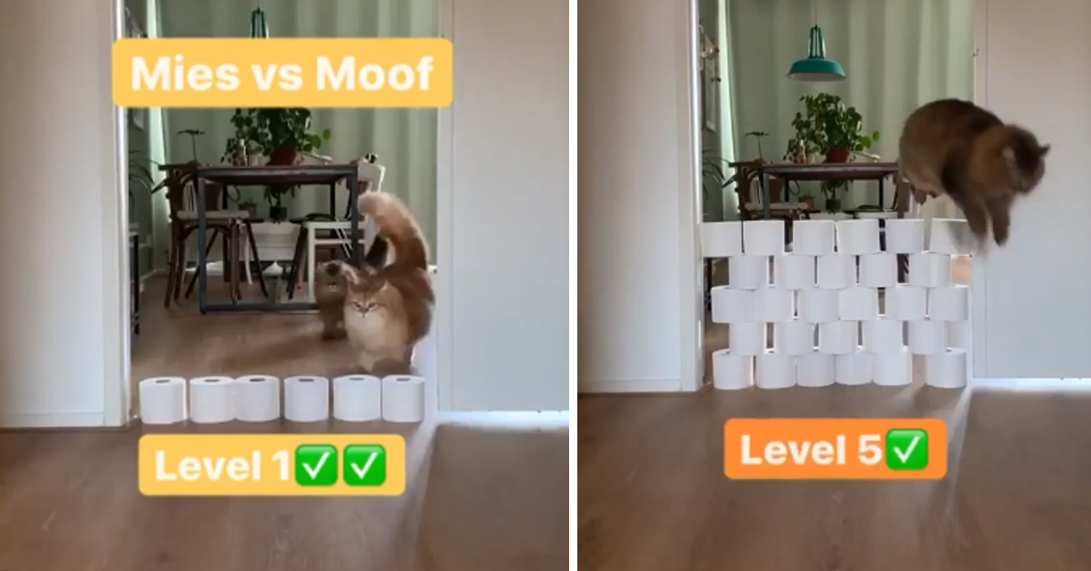 Mies e Moof, i gattini che si sono sfidati al salto della carta igienica (video)