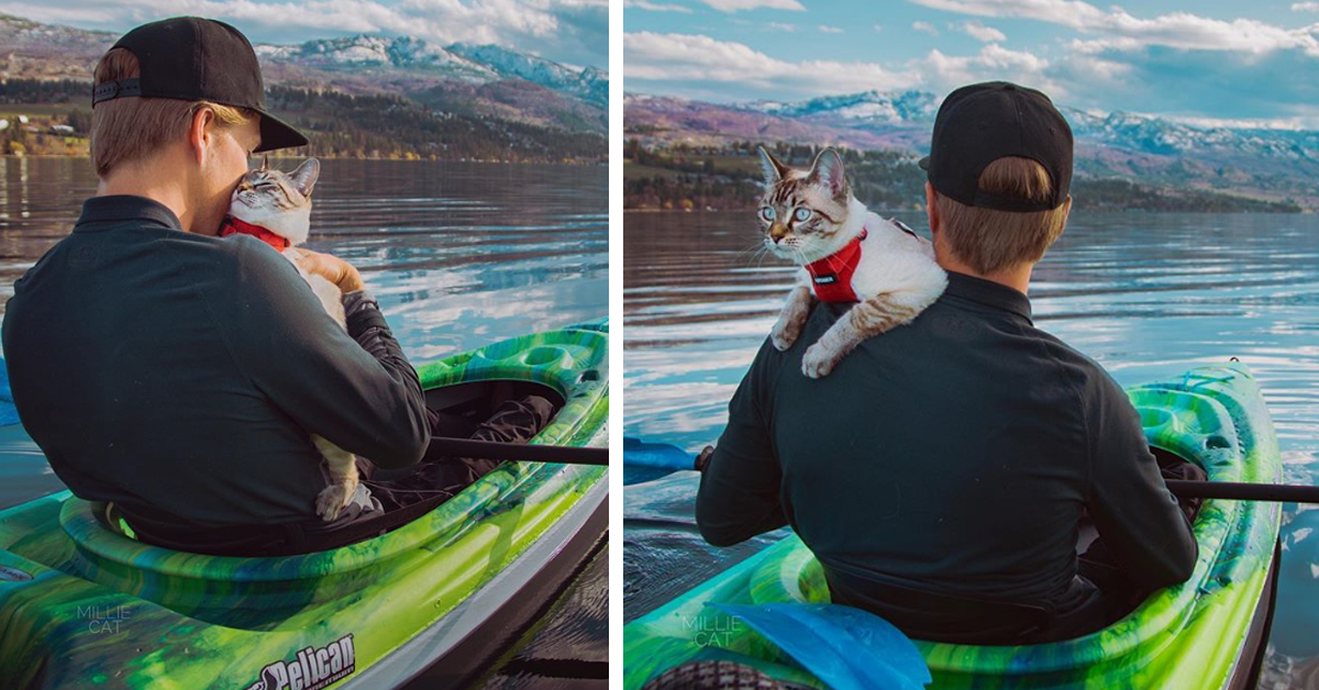 Millie, la gattina che adora andare in Kayak con i proprietari (video)