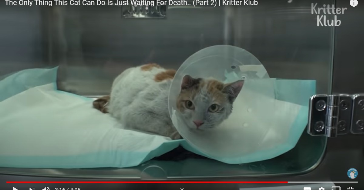 La storia a lieto fine di Nabi, gatto intrappolato in un camino(VIDEO)