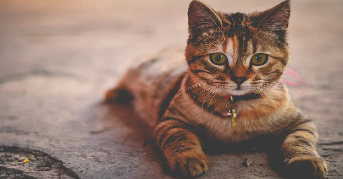 Nermal, il gattino che ha perso la vita per un gesto davvero terribile