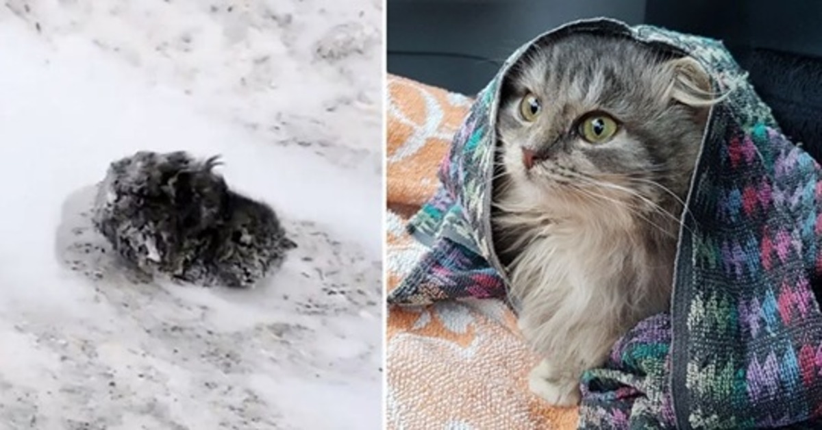 Nika, la gattina salvata in mezzo alla neve
