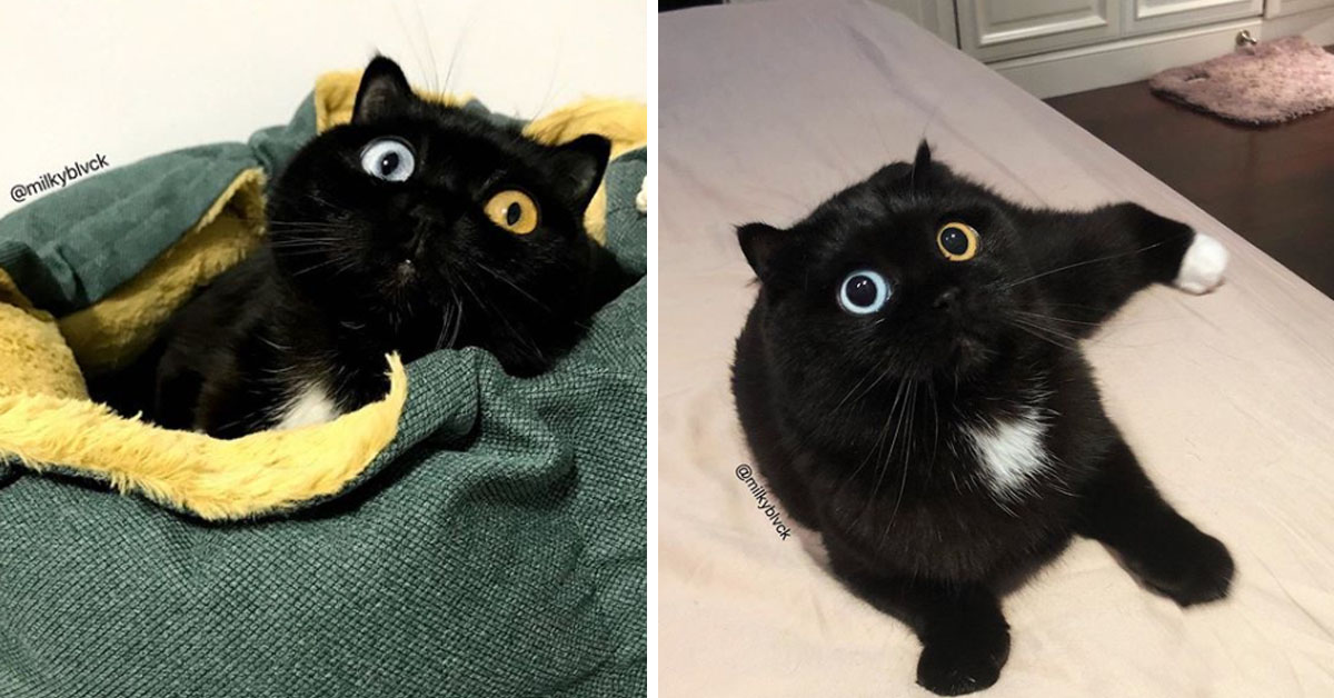 Niu Nai, il gattino nero dallo sguardo ipnotico per i suoi occhi di colore diverso (video)