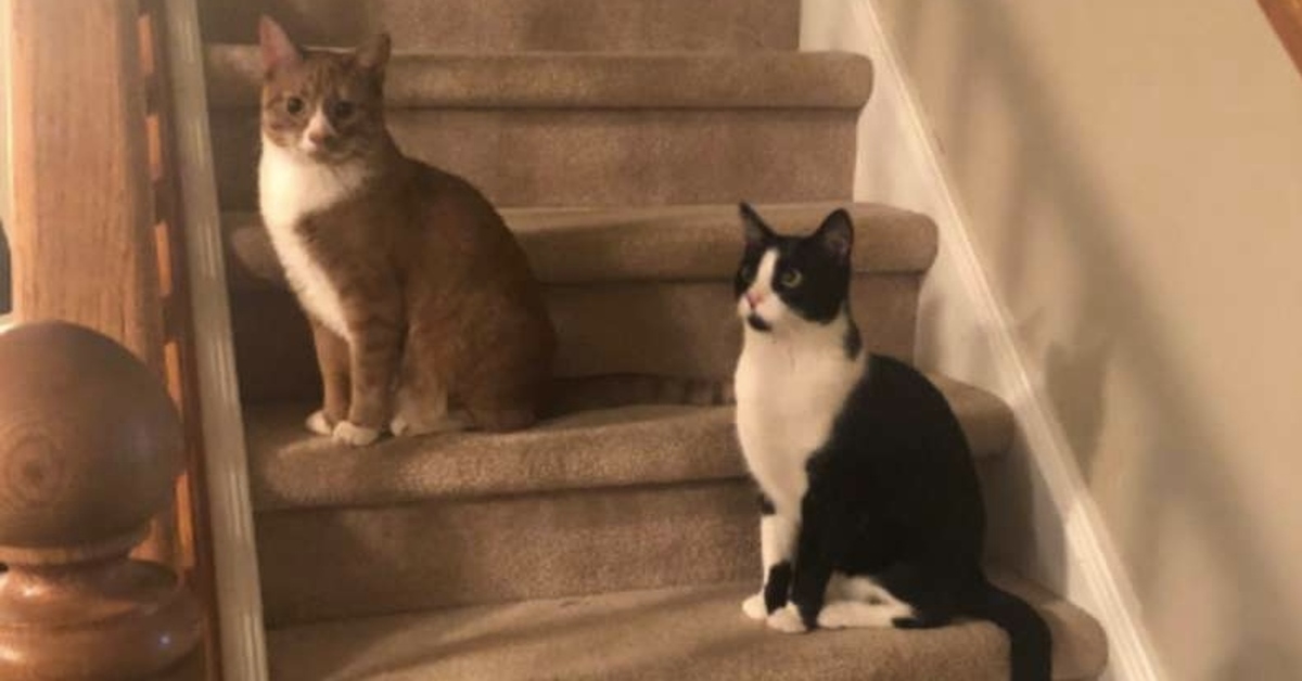 gatti sulle scale