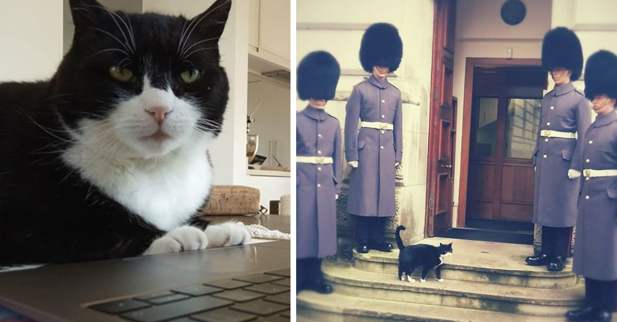 Palmerston, il gattino del Ministero degli Esteri va in pensione: il governo gli fa gli auguri (video)