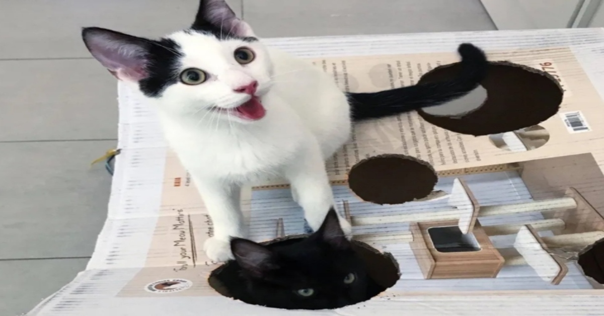 gattini che giocano