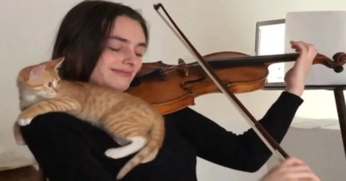 gatto sulla spalla di una violinista