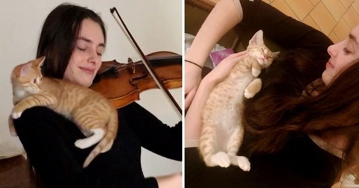 Petit Rose, la gattina che ha scoperto di avere la passione per il violino