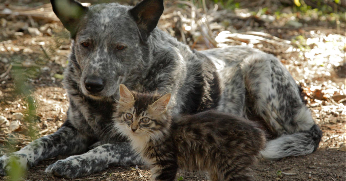 Ralphee, il gattino disabile che ha ritrovato la felicità grazie al cane Max (video)