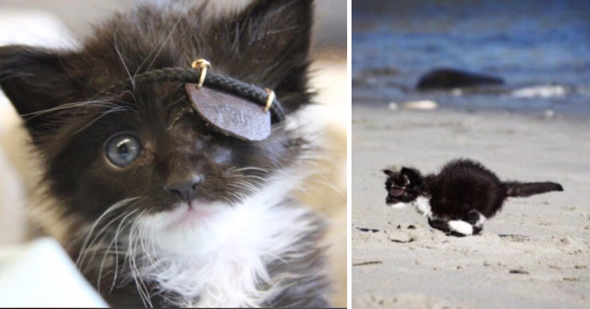 Scar, il gattino con un solo occhio che ha ricevuto un regalo speciale