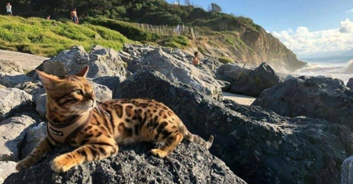 Shir Khan, il gattino che si è perso in Italia ed è stato ritrovato 20 giorni dopo in Francia