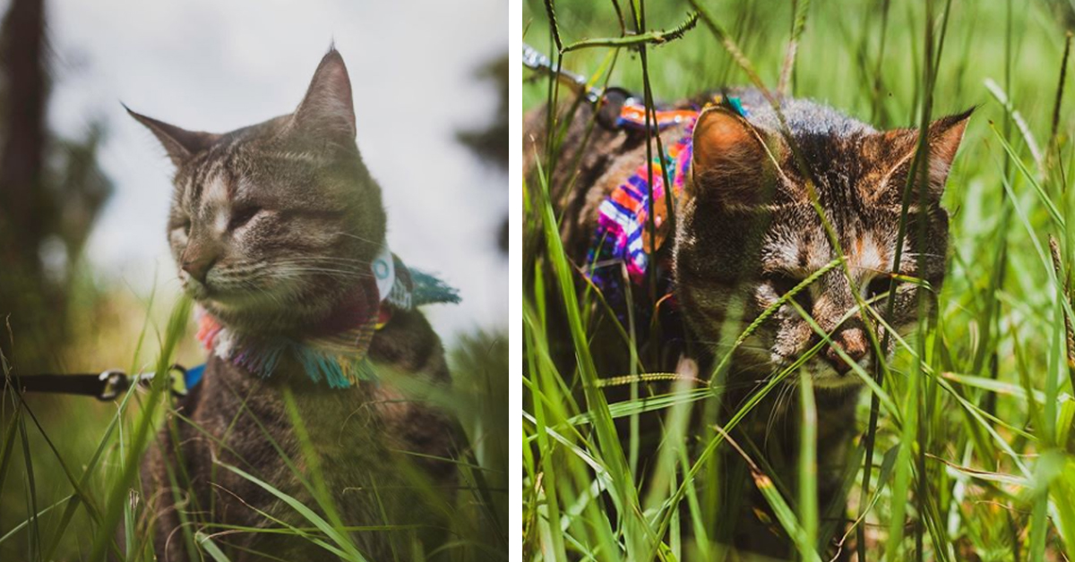 Sophie, la gattina cieca che ha superato il dolore grazie alla sua famiglia e ad un altro felino (video)