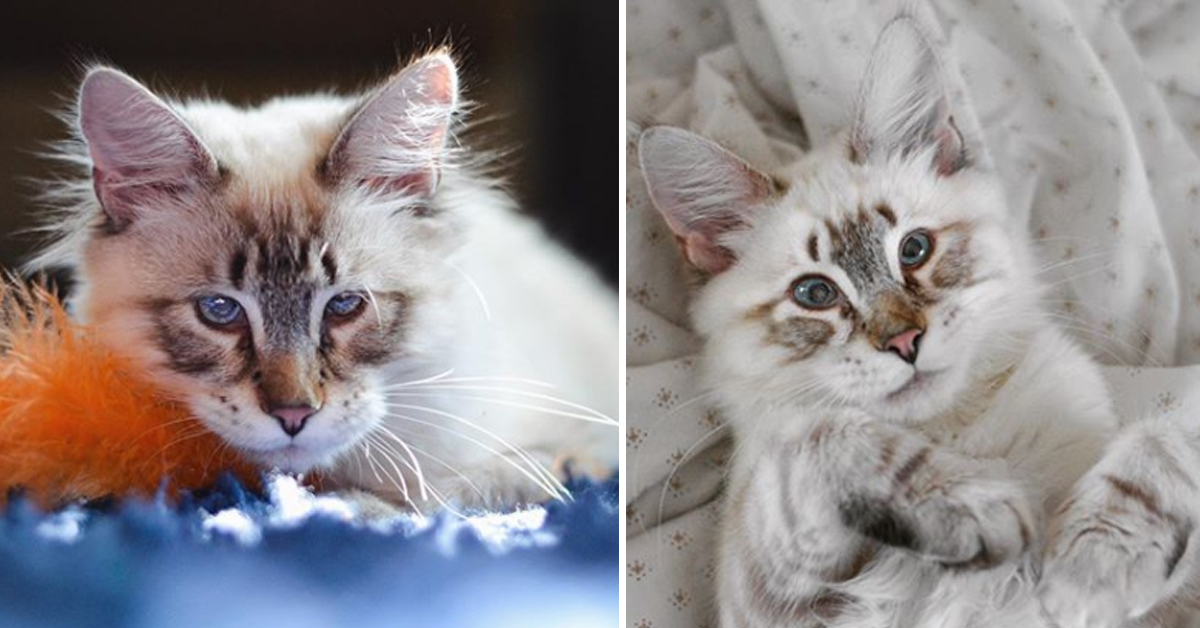 Tipsy, il gattino cieco che dopo il dolore ha trovato l’amore grazie ad un veterinario (video)