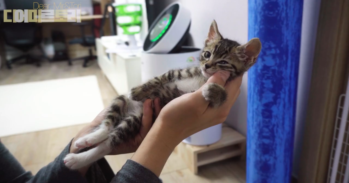 Tori il gattino dorme sulla mano del padrone(VIDEO)