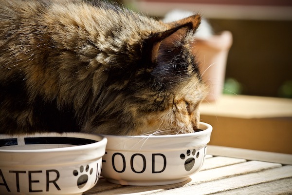 Torta per gatti al tonno, la ricetta semplice e golosa