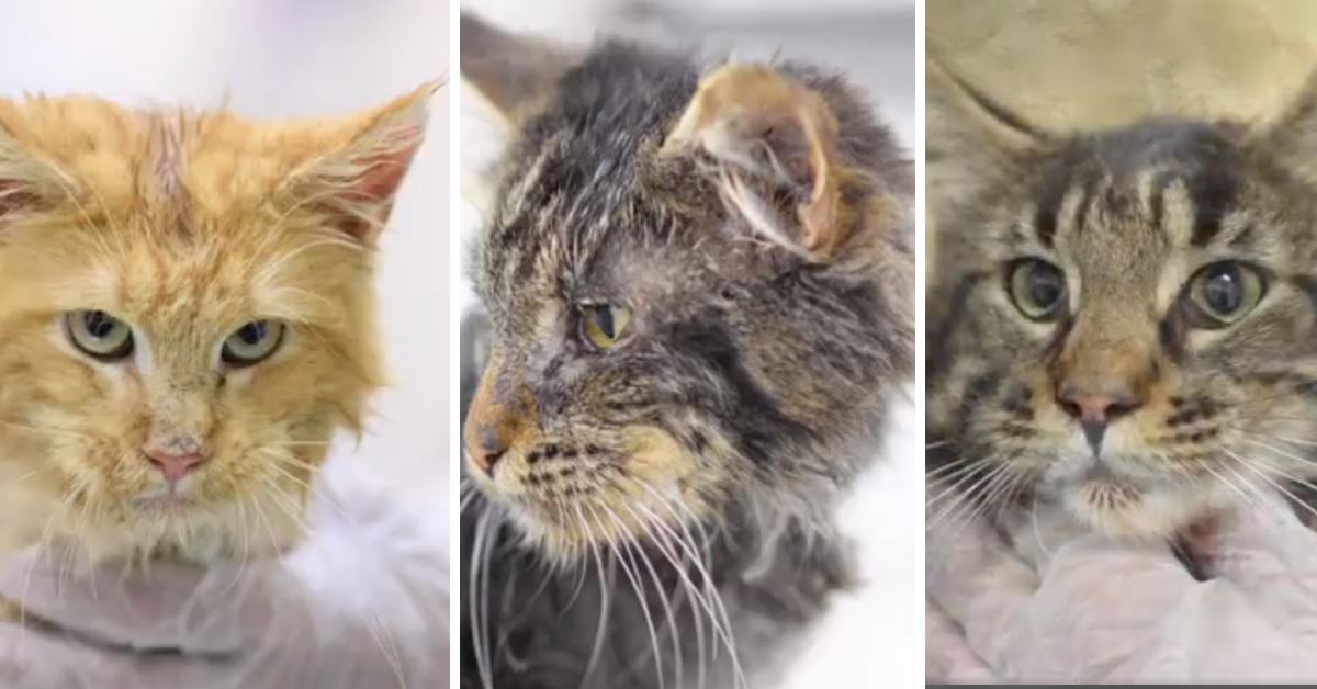 Tre gattini Maine Coon salvati grazie ad un gesto di grande solidarietà (video)
