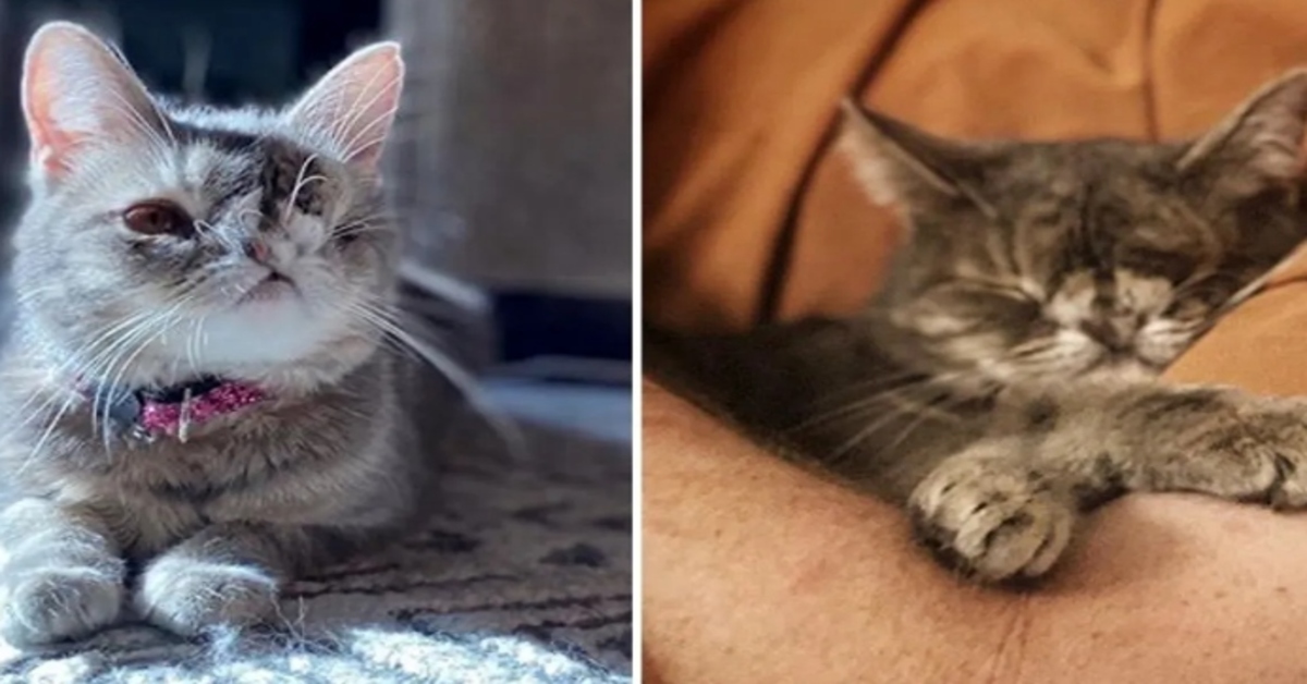 Zara, la gattina che si è fatta strada nel cuore della sua nuova famiglia