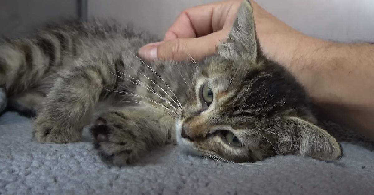 Bellflower, la gattina rimasta intrappolata all’interno di un’auto (VIDEO)
